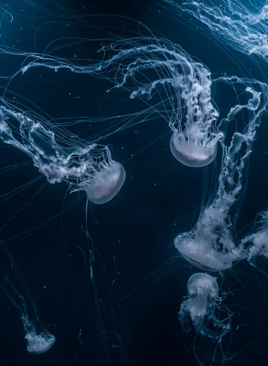 Sea nettles drift on their trailing tendrils through deep, near-black water.