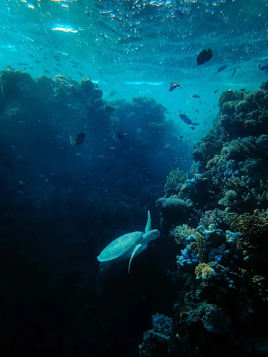 A green turtle glides along a dark reef wall toward the light at the surface.