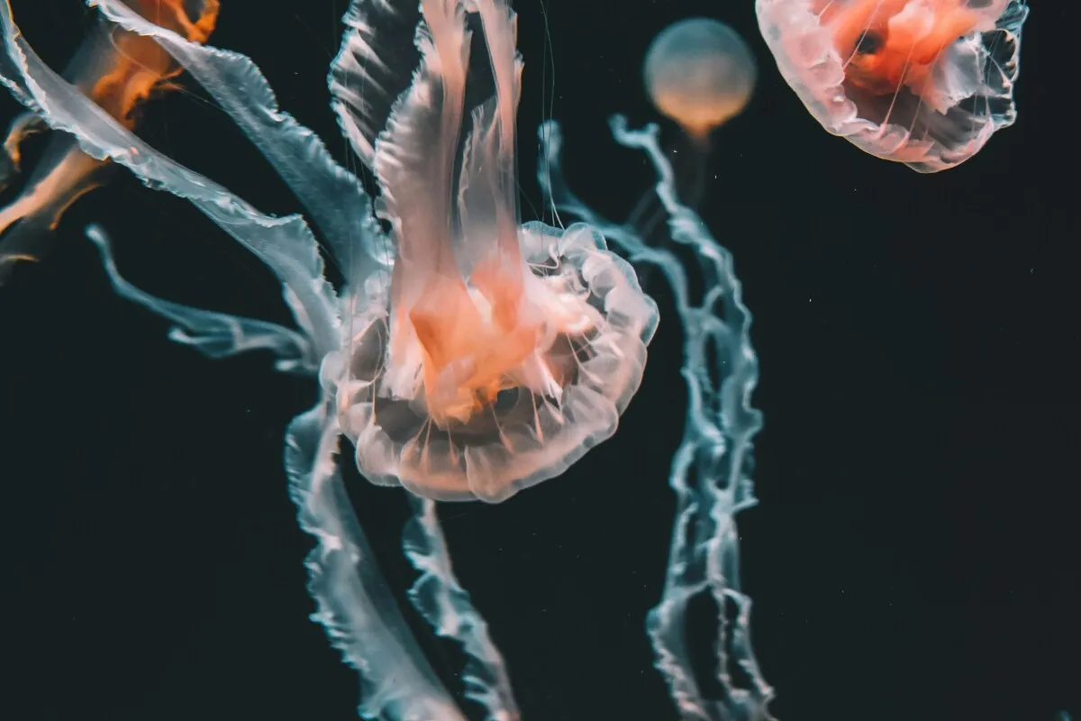 Sea nettles drift through cold, dark water, lit orange against the black.